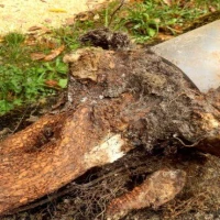 Root Removal from Drains 1